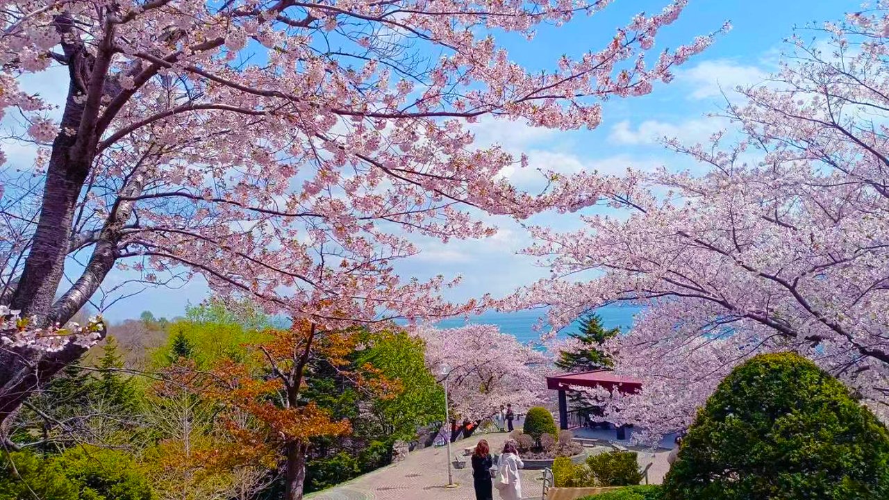 🌳 시로이 종합공원 (시로이소고코엔) 이미지 10